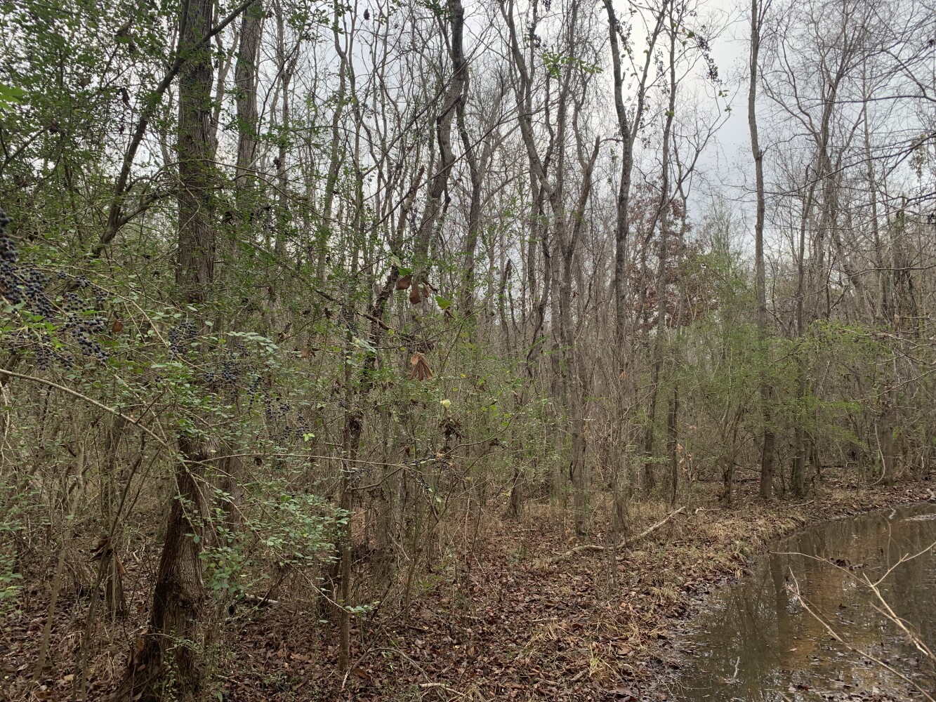Holly Ridge Rd Rayville LA 71269 - Buck Commander Properties